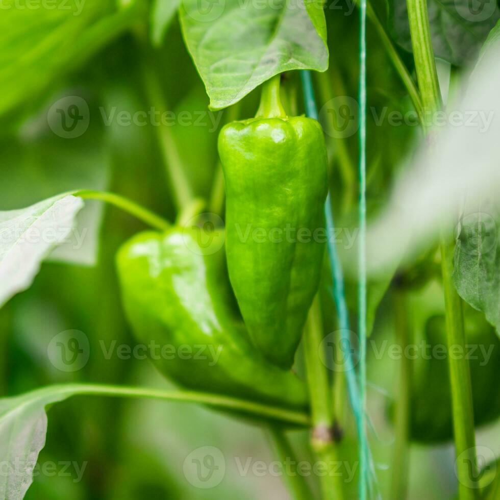 caldo verde peperoni in crescita avvicinamento foto