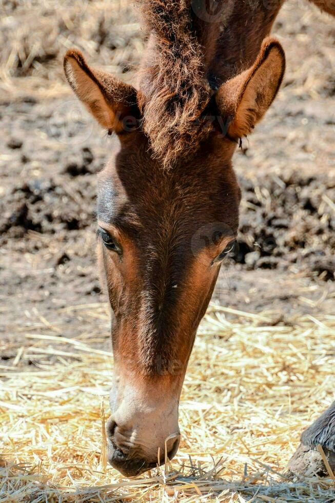 cavallo a il azienda agricola foto