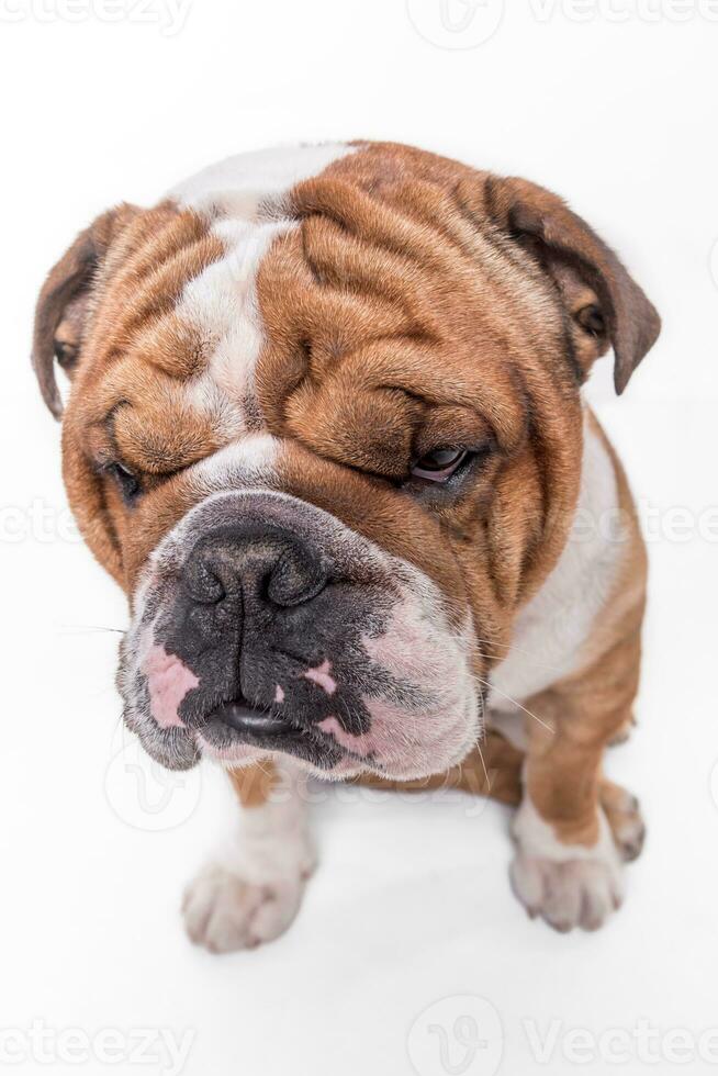 Ritratto di bulldog inglese foto