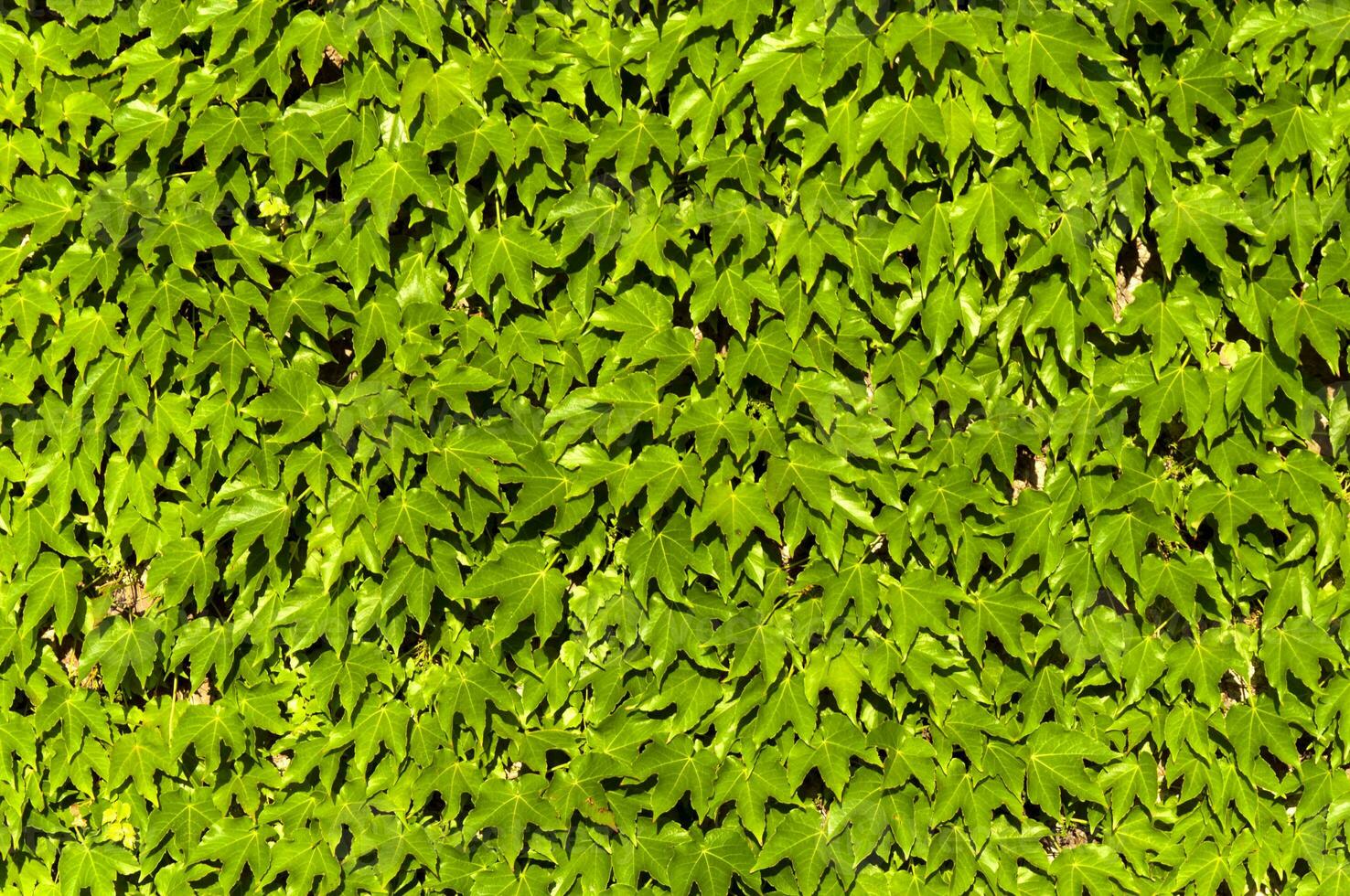 sfondo di foglie verdi foto
