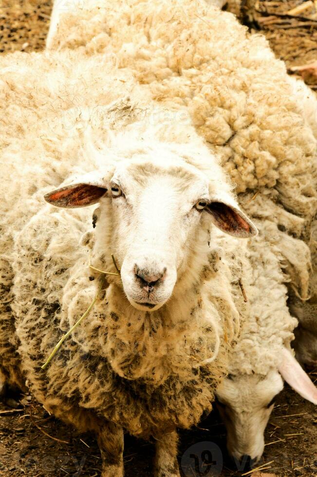 curiosità pecora su il azienda agricola foto