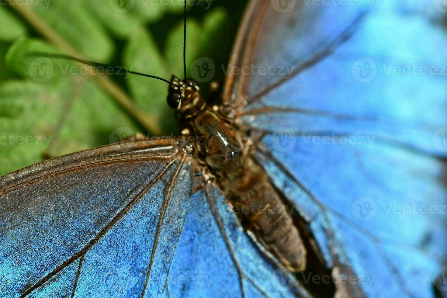 primo piano di una farfalla foto