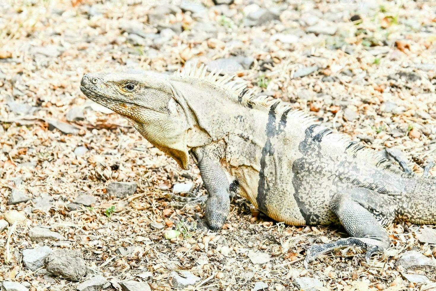 vicino su di un' rettile foto