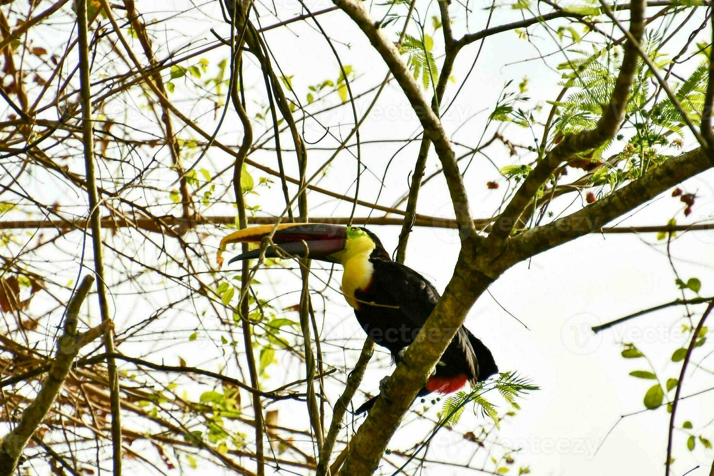 uccelli in natura foto