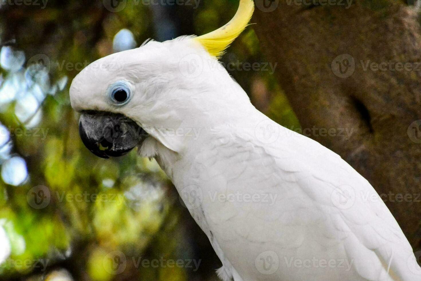 un' colorato pappagallo foto