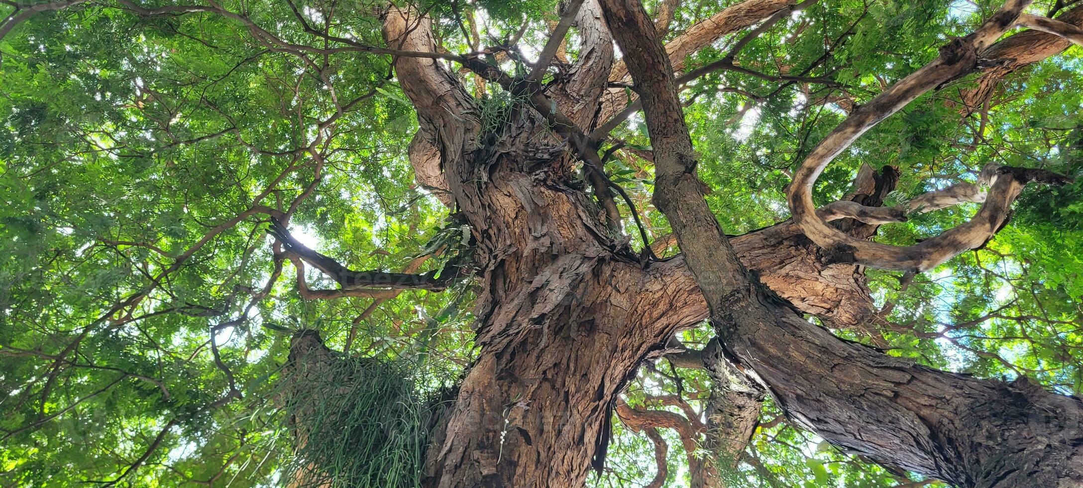 bellissimo albero Visualizza con sole raggi su soleggiato giorno nel foresta foto