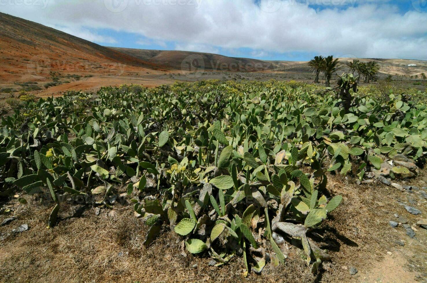 sfondo con cactus foto