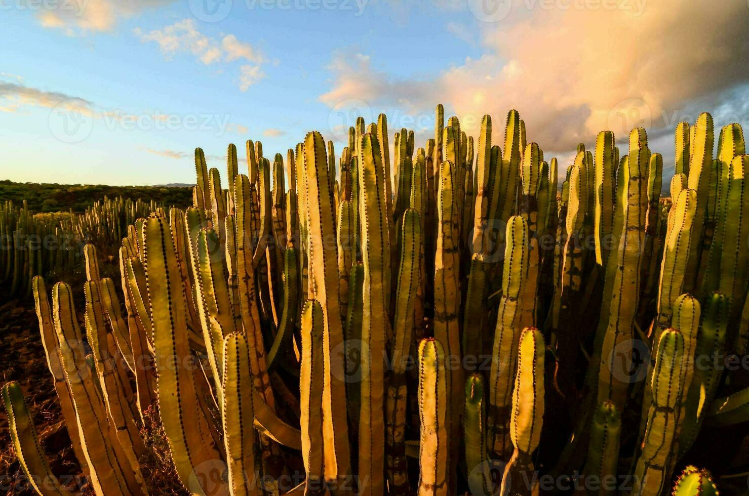 un' grumo di cactus foto