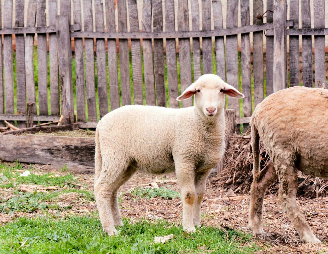 gruppo di pecore su il azienda agricola foto