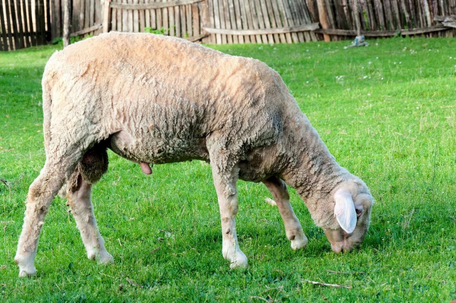 singolo pecora a azienda agricola foto