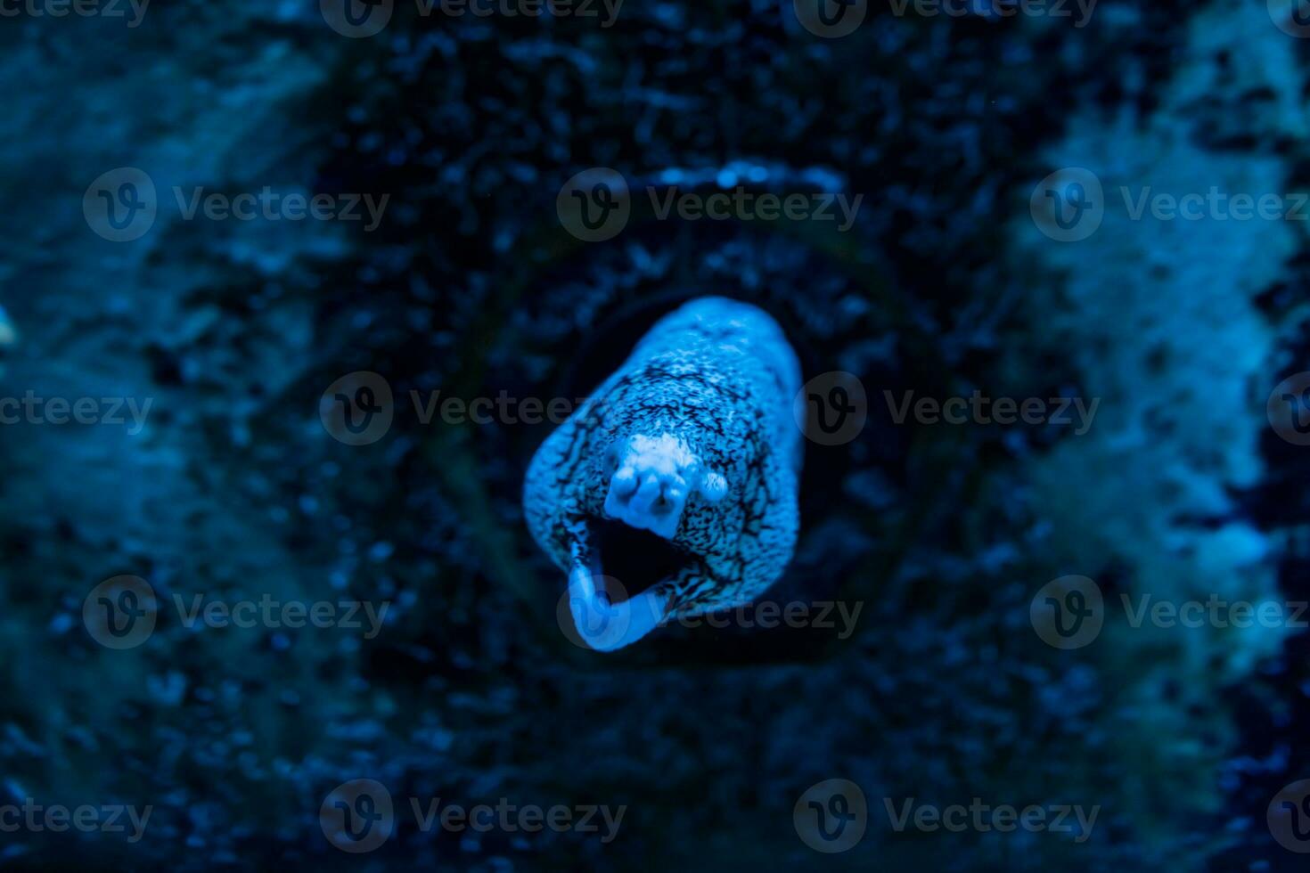 pesce nel il oceano. un' gregge di pesce nel il mare, acquario. acquario colorato pesce nel buio blu acqua. foto di tropicale pesce su un' corallo scogliera.
