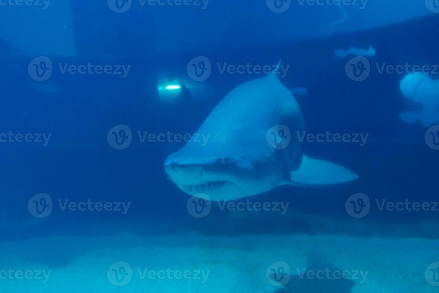 grande bianca squalo vicino su sparo. il squalo nuoto nel grande acquario. squalo pesce, Toro squalo, marino pesce sott'acqua. foto