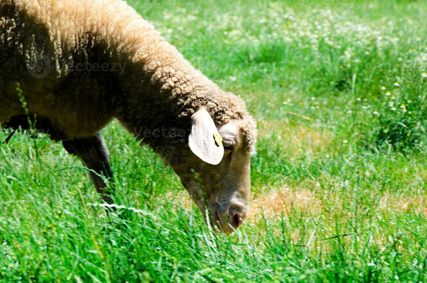 pecore che mangiano erba foto