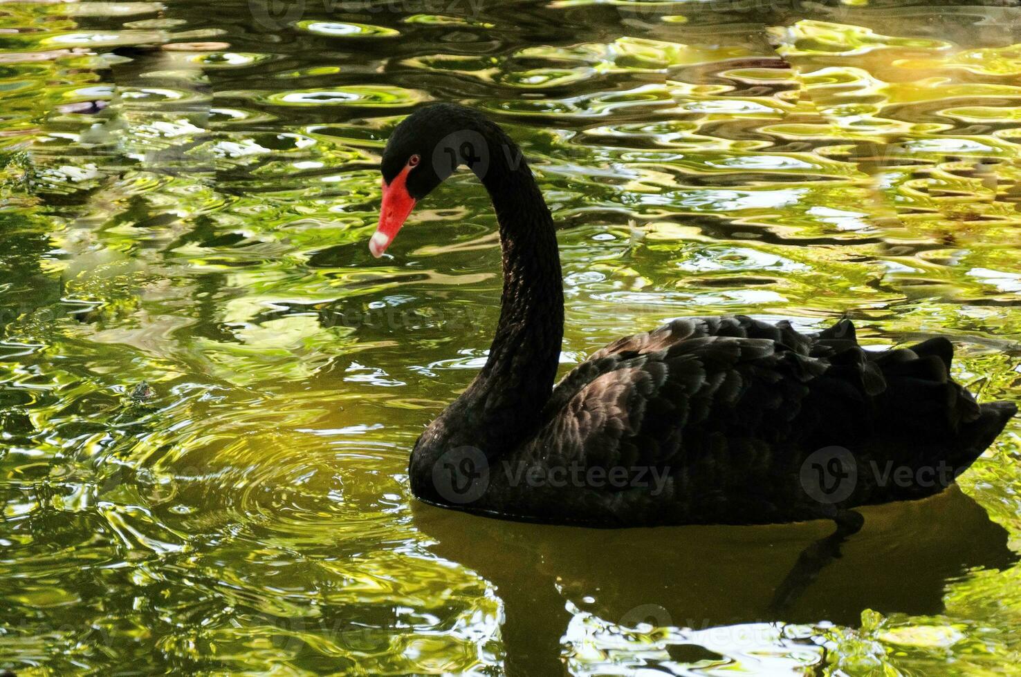 cigno nero nello zoo foto