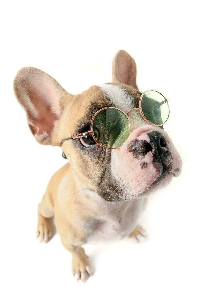 francese bulldog indossare occhiali da sole isolato foto