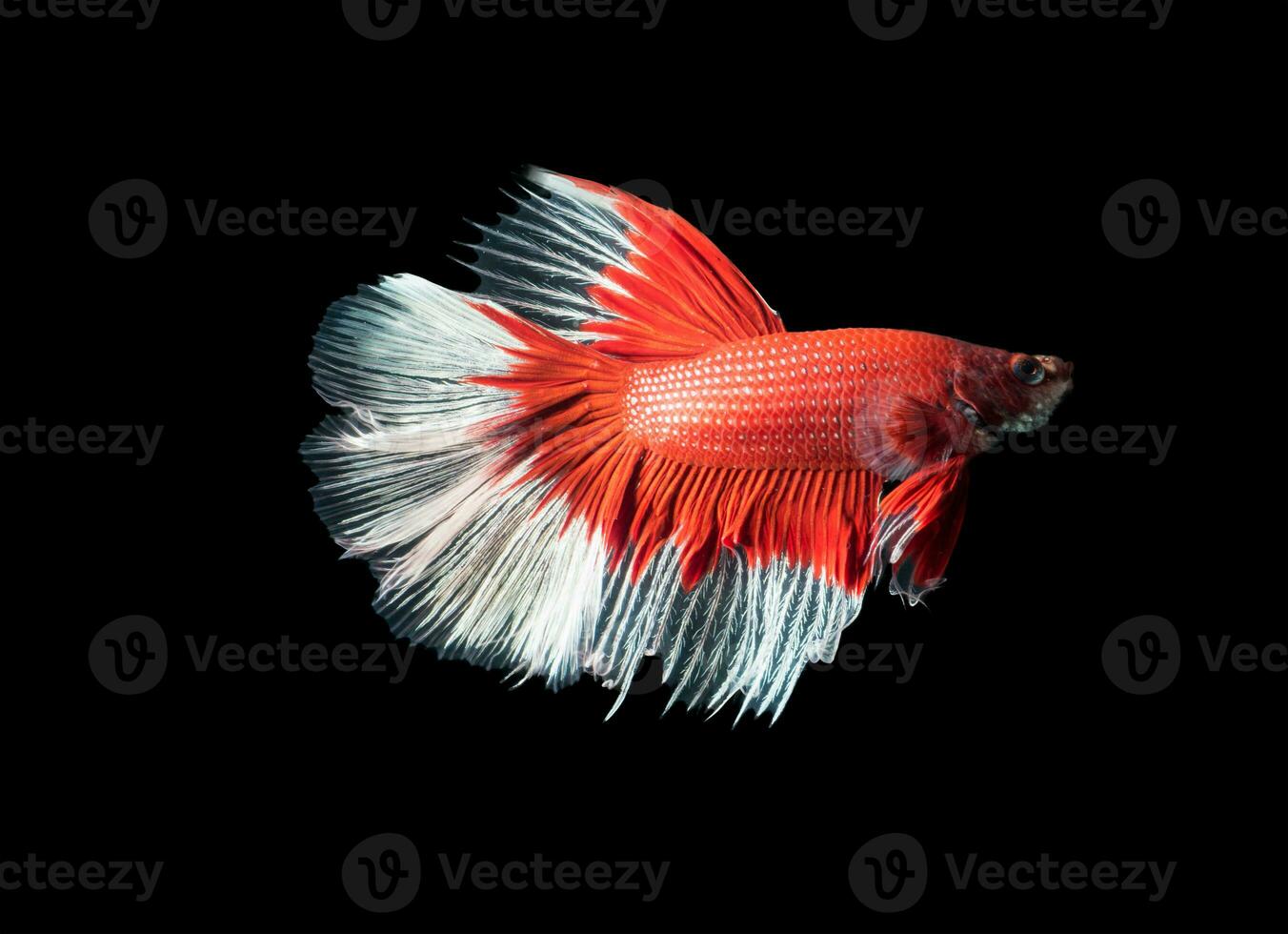 bellissimo rosso con bianca siamese combattente pesce, betta splendens foto