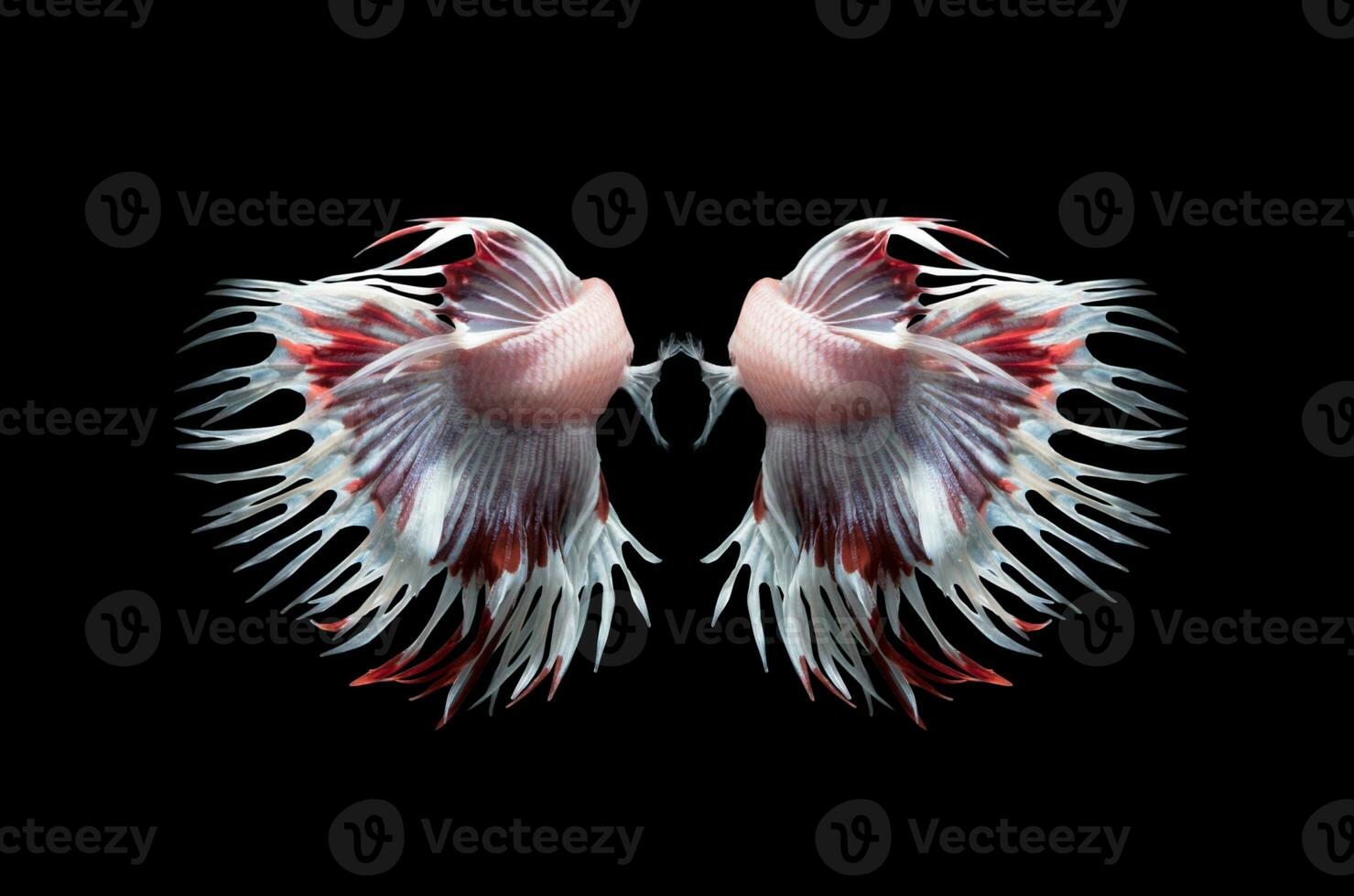 indietro lato di bianca e rosso corona code combattente pesci foto