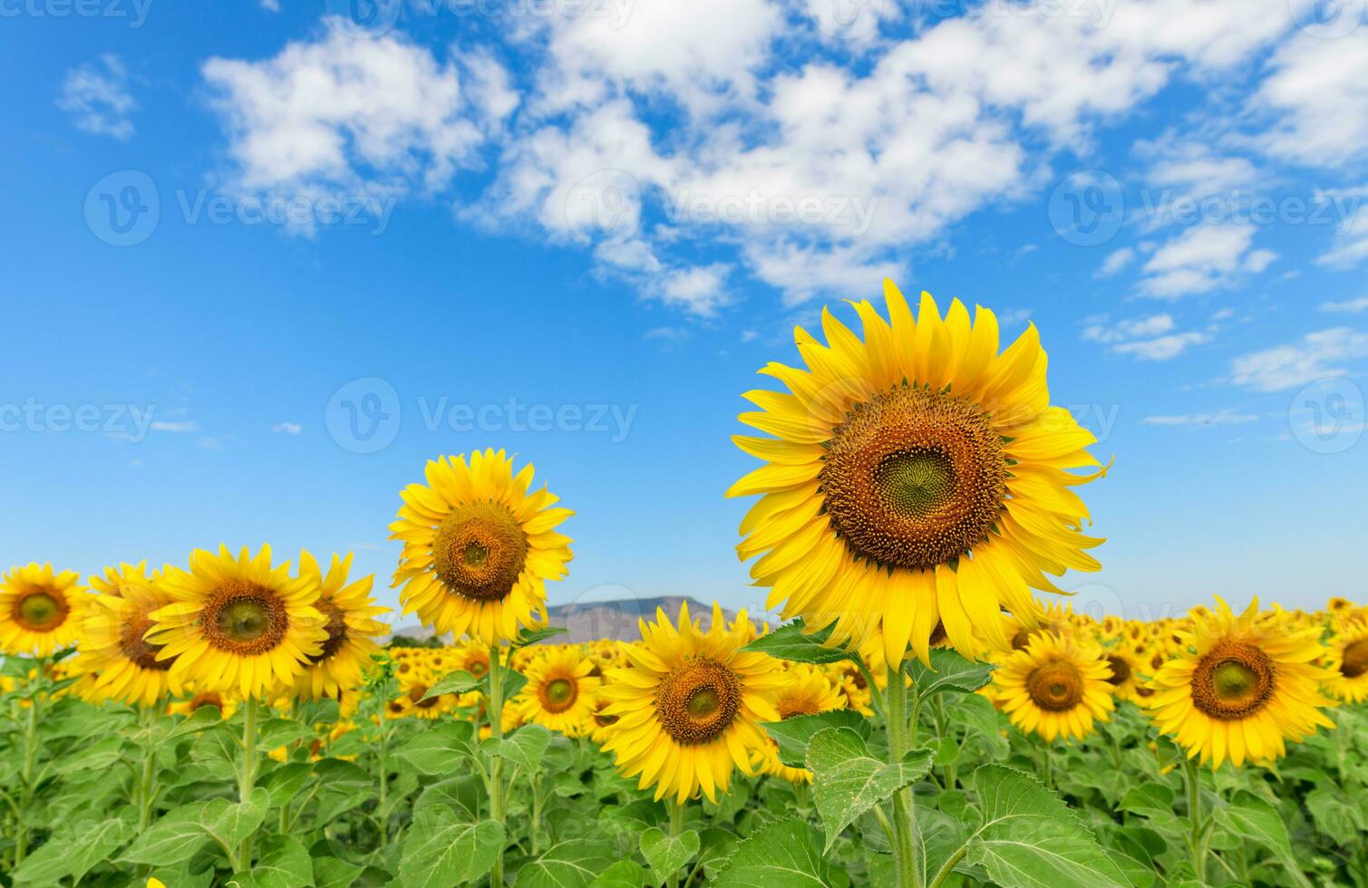 bellissimo girasole campo su estate con blu cielo foto