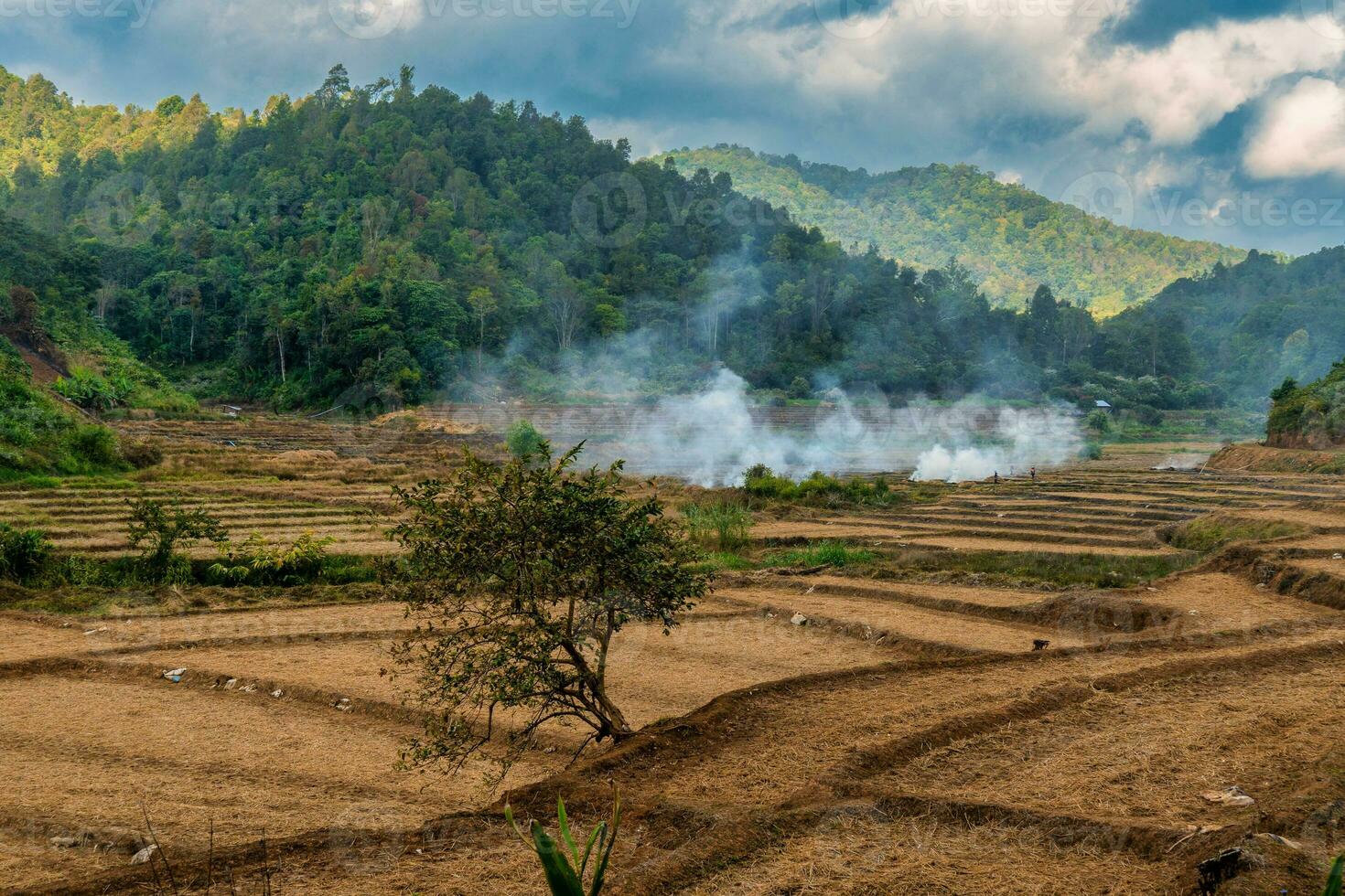 agricoltori ardente i campi nel settentrionale Tailandia foto