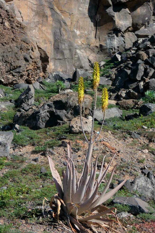 fauna e flora di il isola di nonna canaria nel il atlantico oceano foto