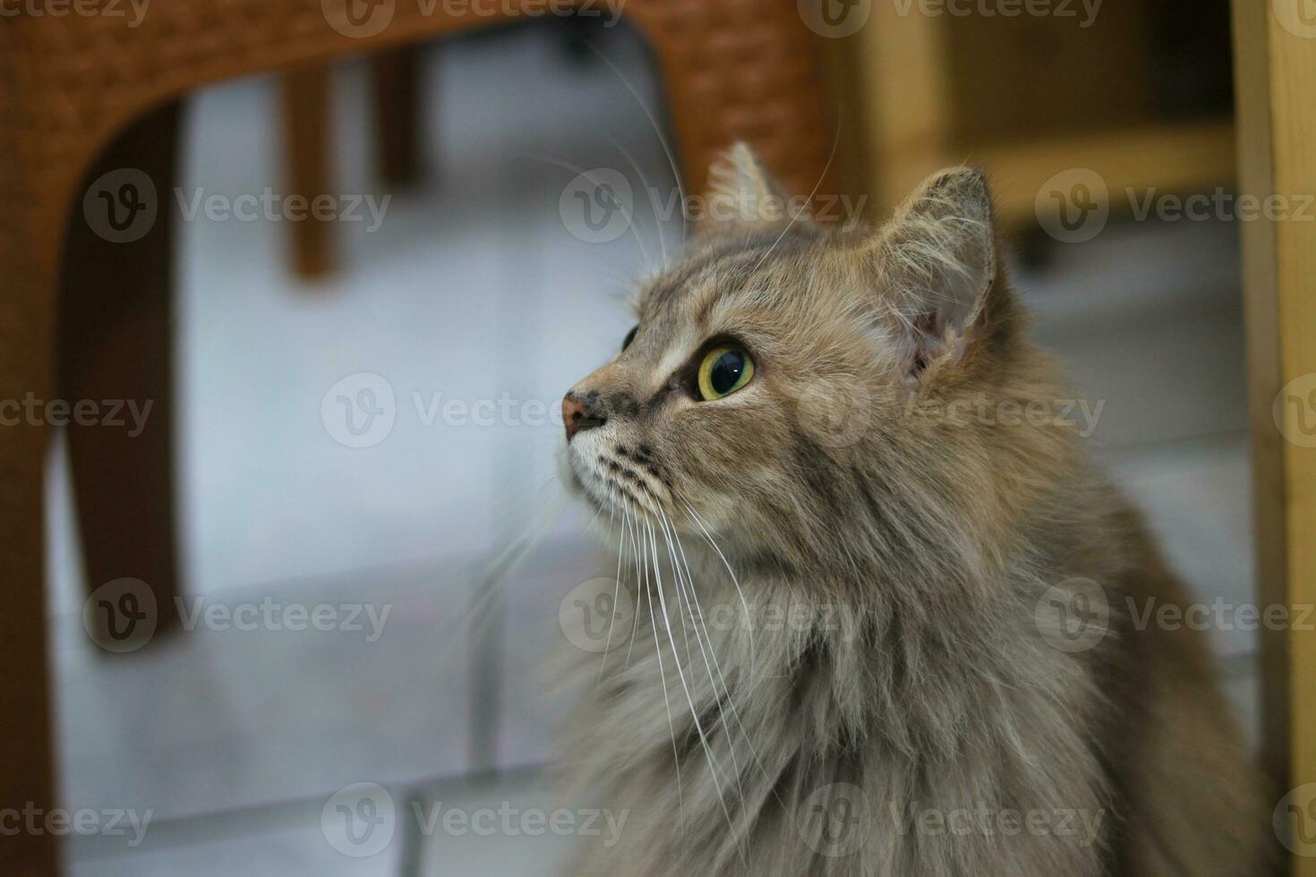 grigio gatto con verde occhi sembra per il lato su il pavimento foto