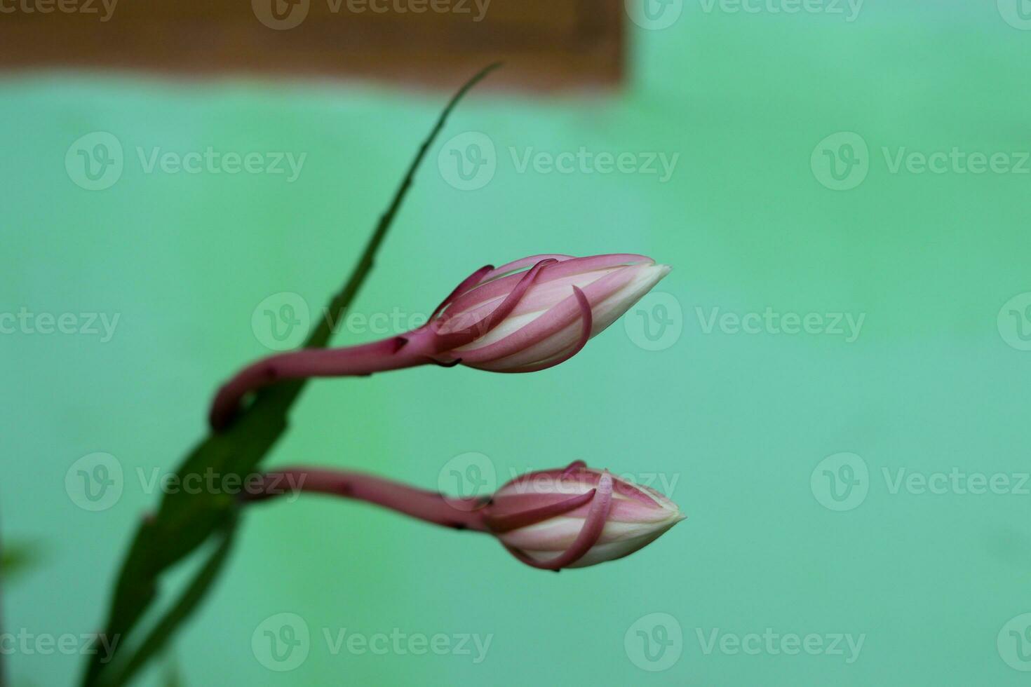 Regina di il notte fiore nel il Giardino dietro la casa foto