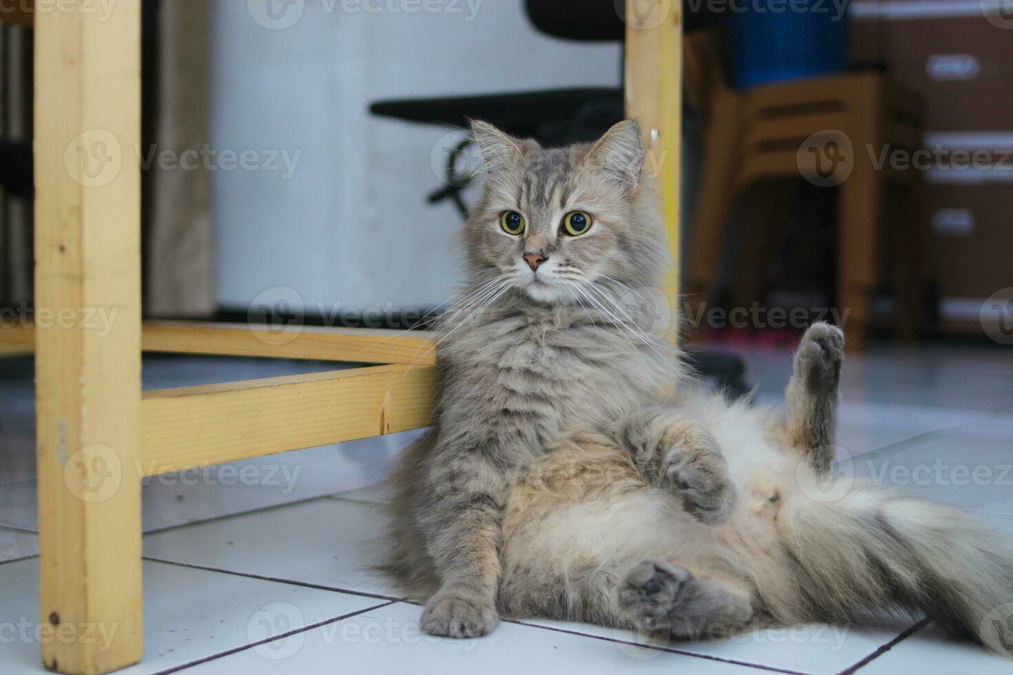 grigio gatto con verde occhi è rilassante con un' strano posizione su il pavimento. foto