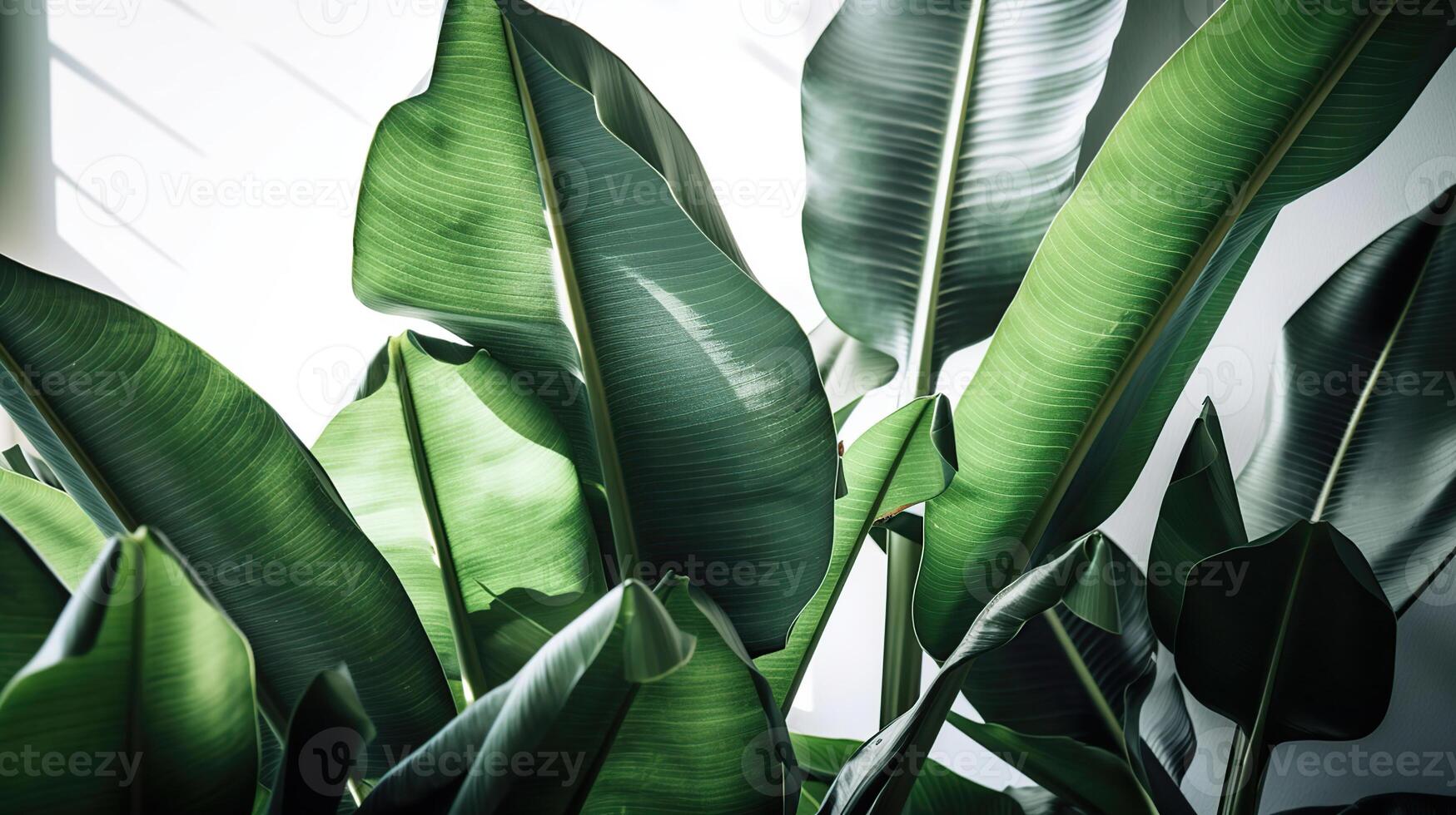 gruppo di grande verde Banana le foglie di esotico palma albero nel luce del sole su bianca sfondo. tropicale pianta fogliame con visibile struttura. inquinamento gratuito simbolo, generativo ai foto