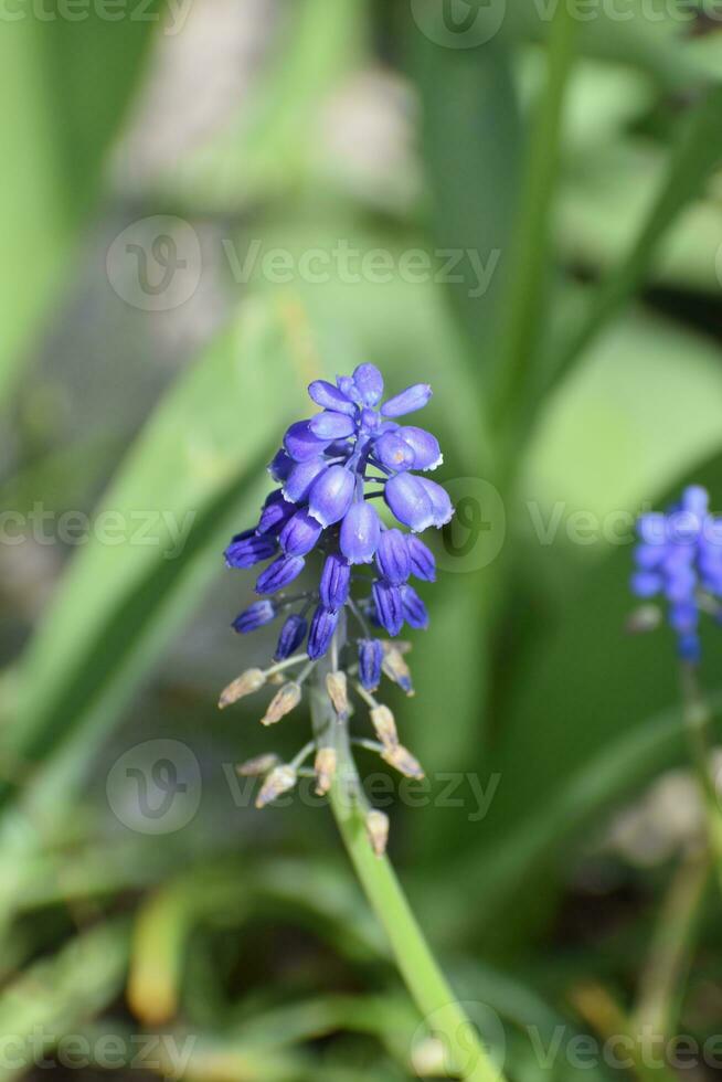 blu muscari fiore nel primavera foto