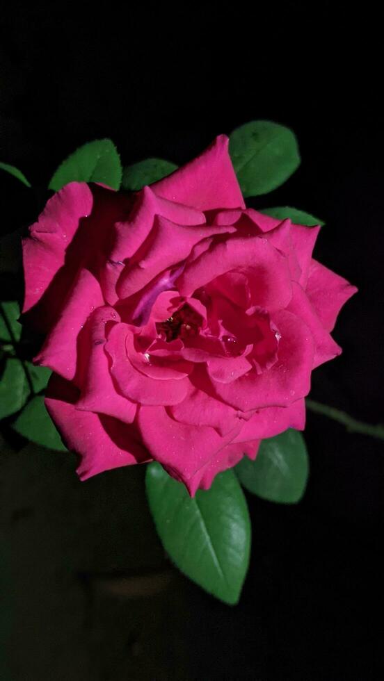 rosa rosa a partire dal parco. notte sparare con veloce luce. avvicinamento ritratto sparare sfocatura backround foto