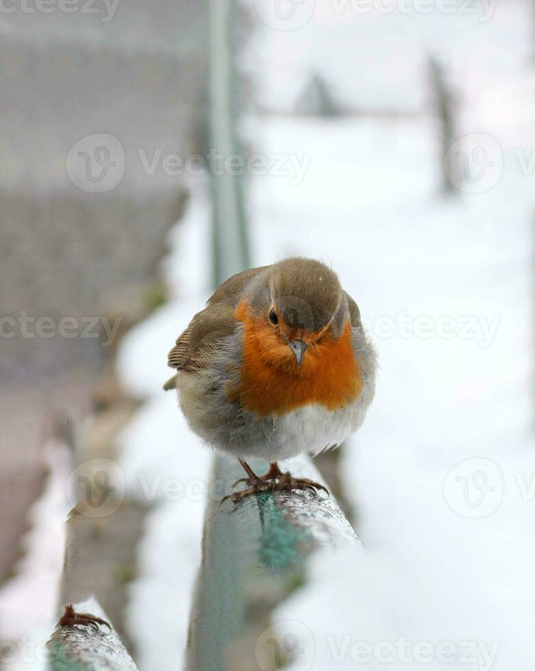 vicino su fotografie prese di un' molto carino pettirosso uccello nel molto freddo tempo metereologico