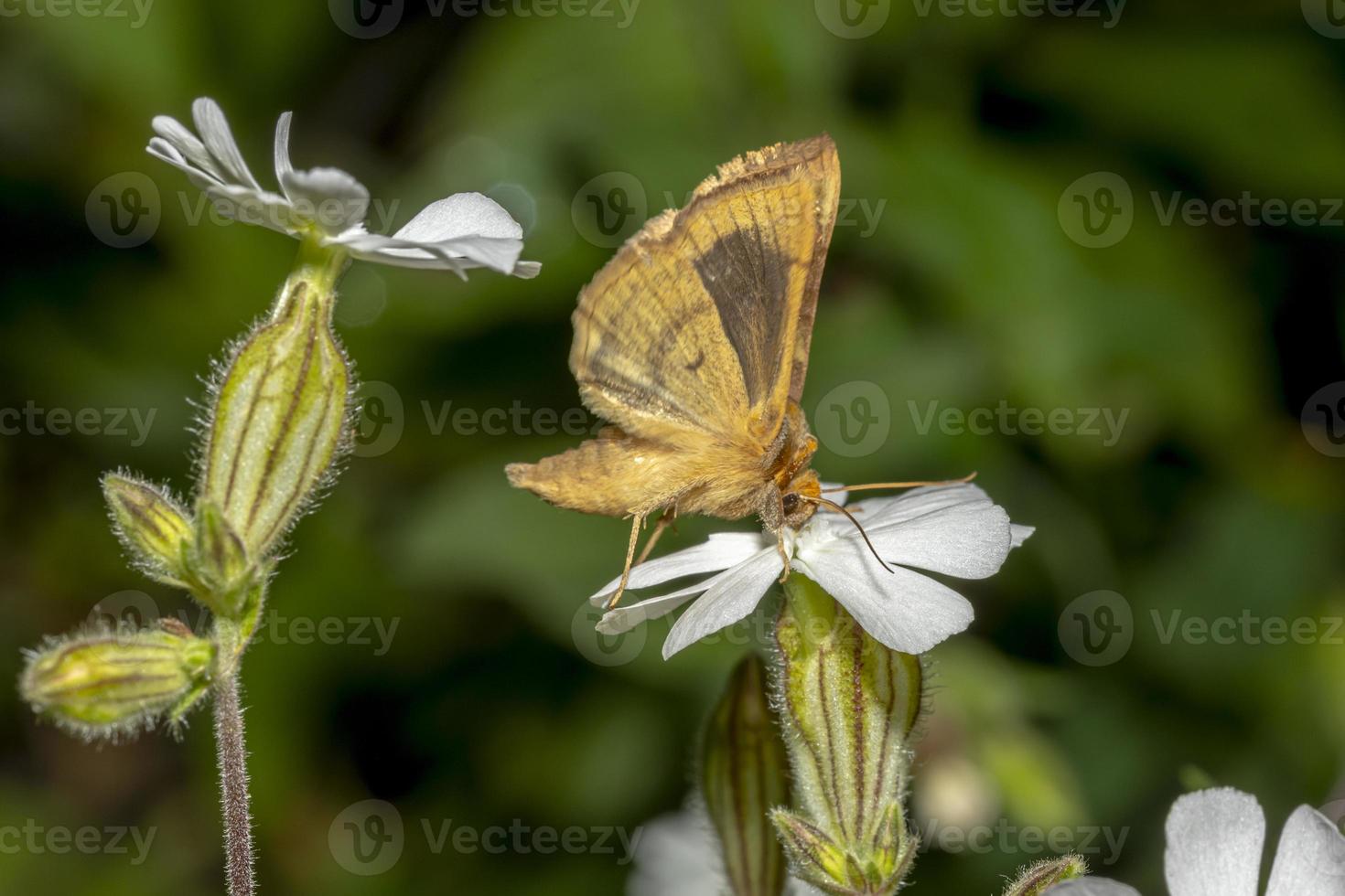 falena su un piccolo fiore bianco foto