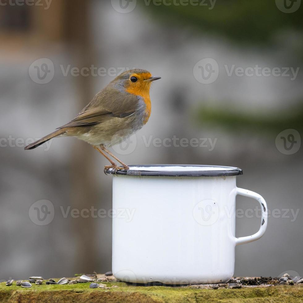 pettirosso europeo su una tazza di caffè foto