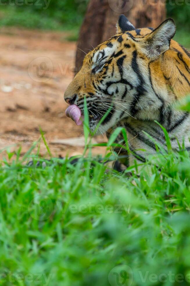 tigre lingua camicia foto