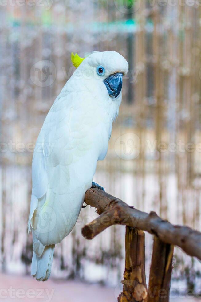 bello cresta gialla cacatua foto