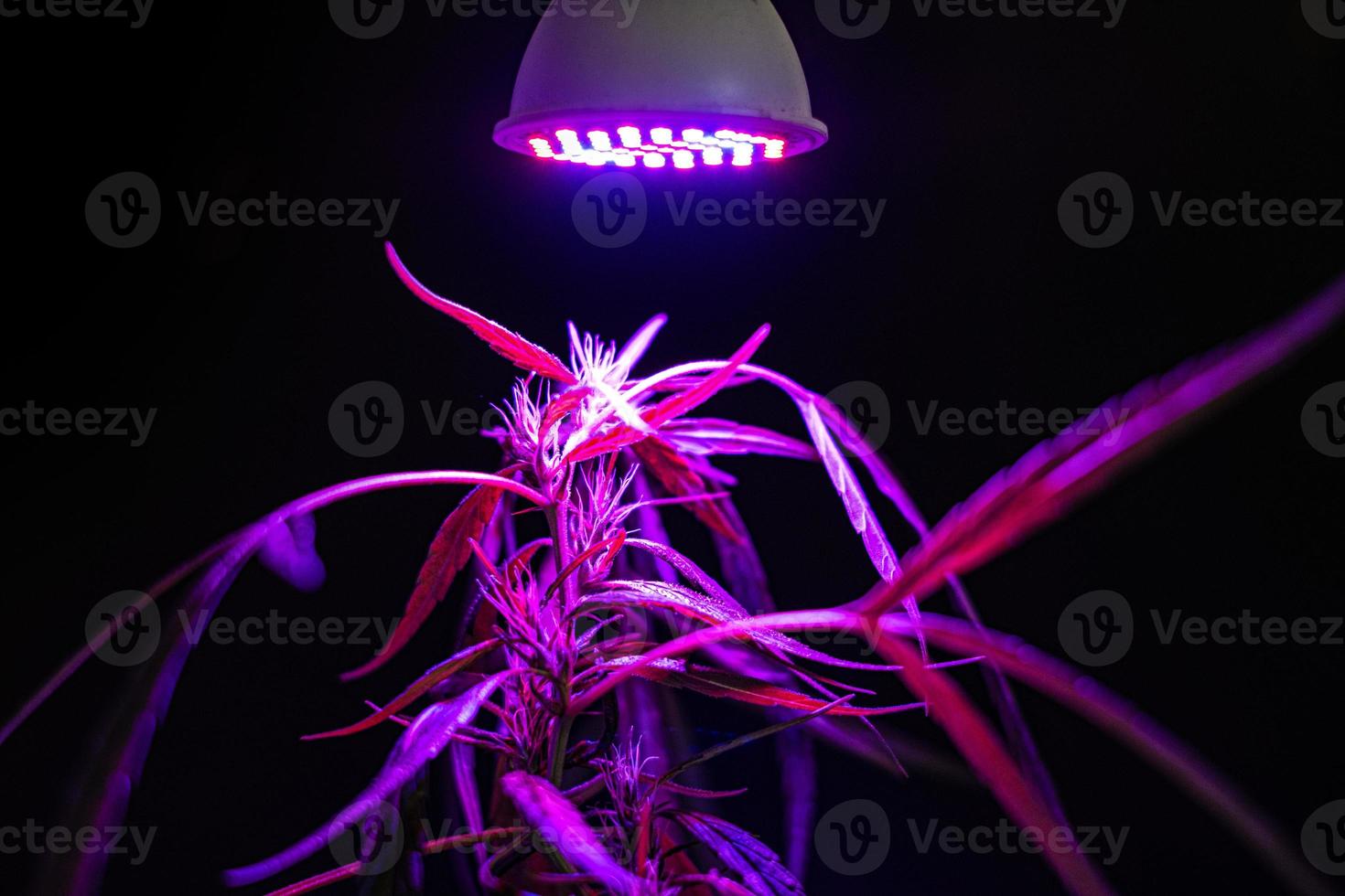 pianta di cannabis sotto una luce a led foto