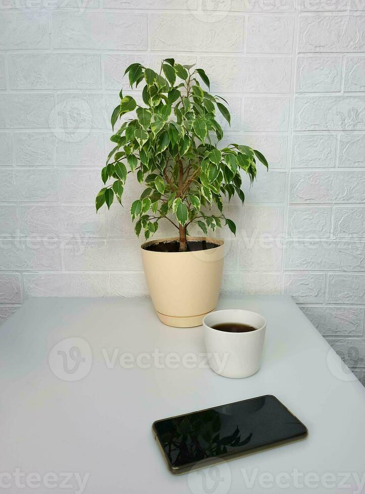 interno posto di lavoro Telefono, tazza di tè e ficus. foto