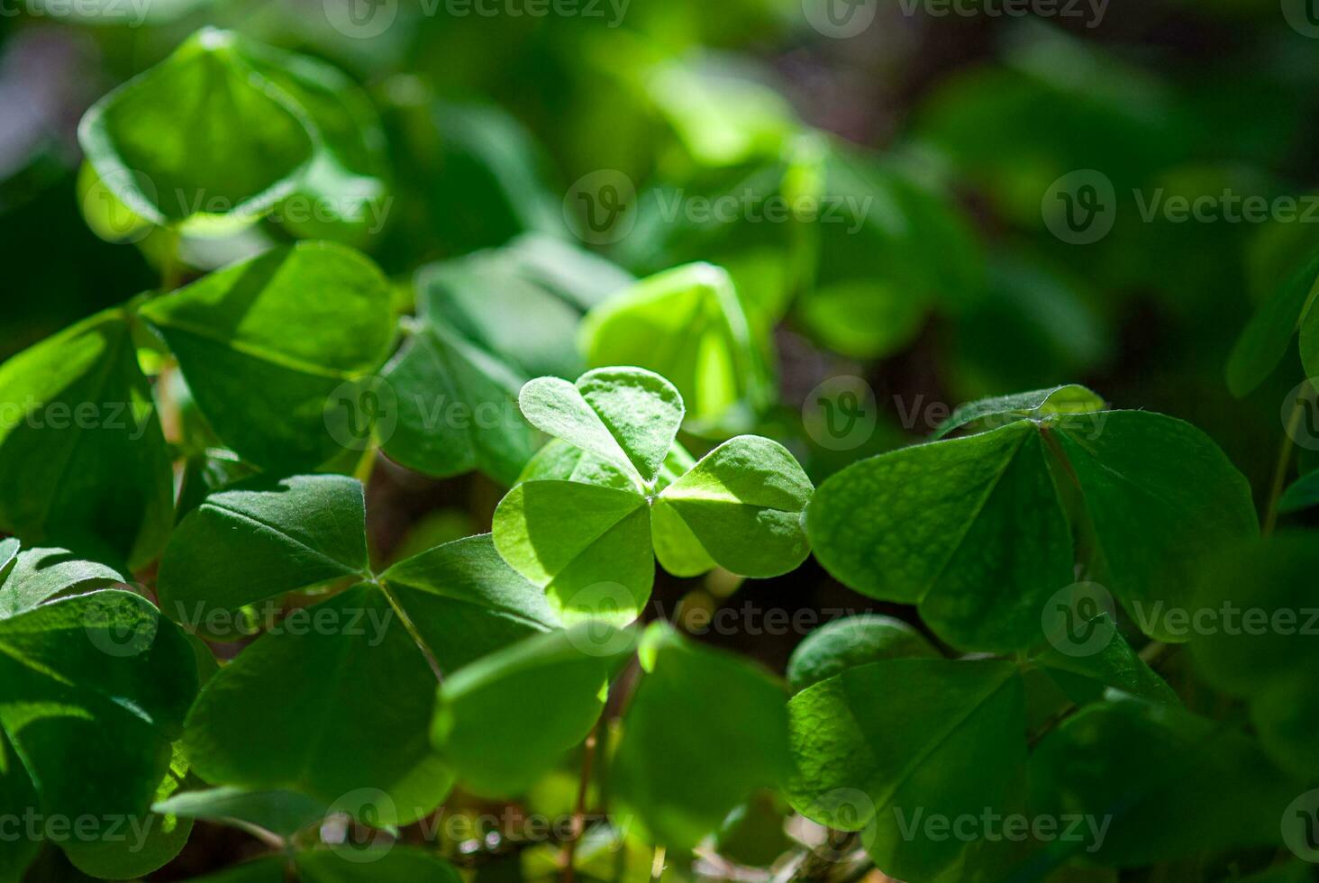 oxalis acetosella in crescita nel il foresta , ombra e leggero foto