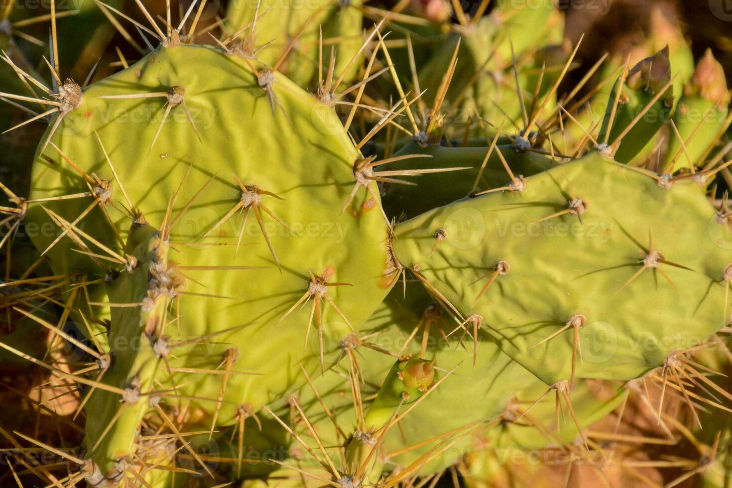primo piano di un cactus foto