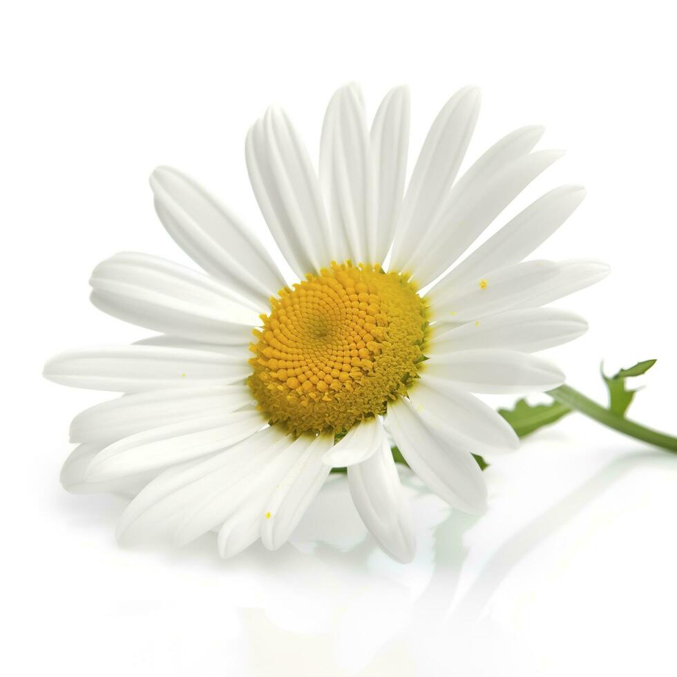 margherita fiore isolato su bianca sfondo come pacchetto design elemento, creare ai foto
