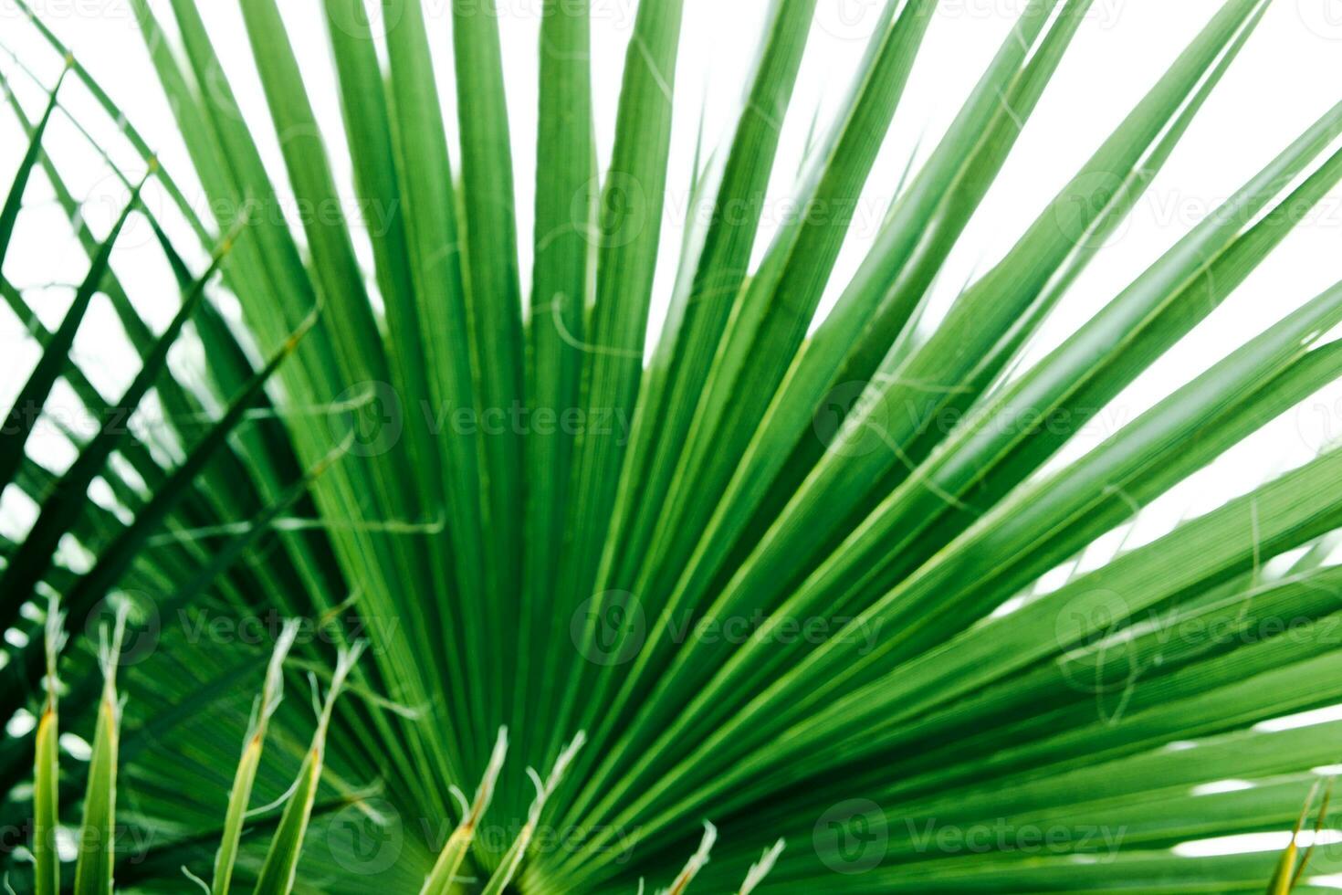 verde palma foglie, naturale sfondo. foto