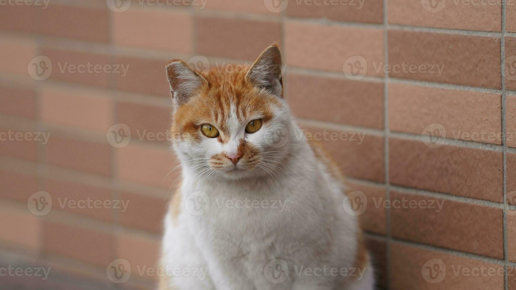 uno carino gatto avendo un' riposo nel il cortile foto