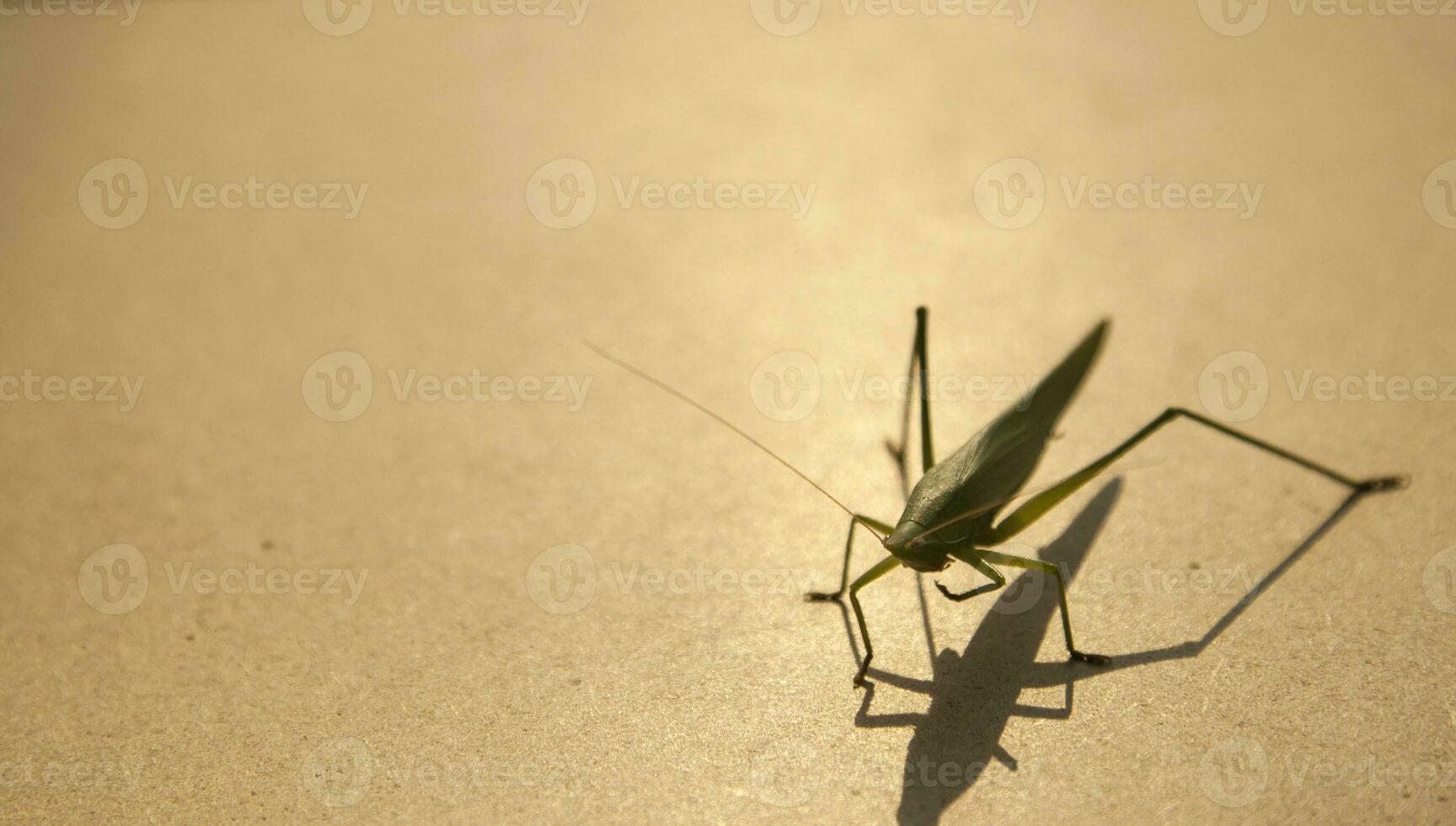 il verde cavalletta è un' devastante peste. mangiare verdure e azienda agricola produrre su un' Marrone sfondo - tavole e mangiare piccolo insetti. foto