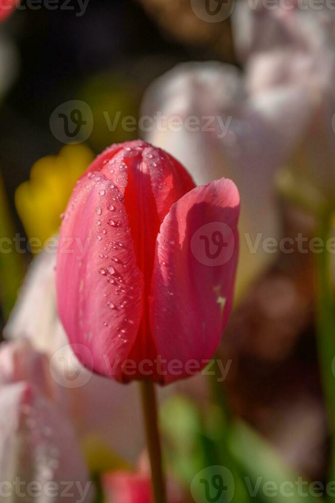 tulipani in giardino foto