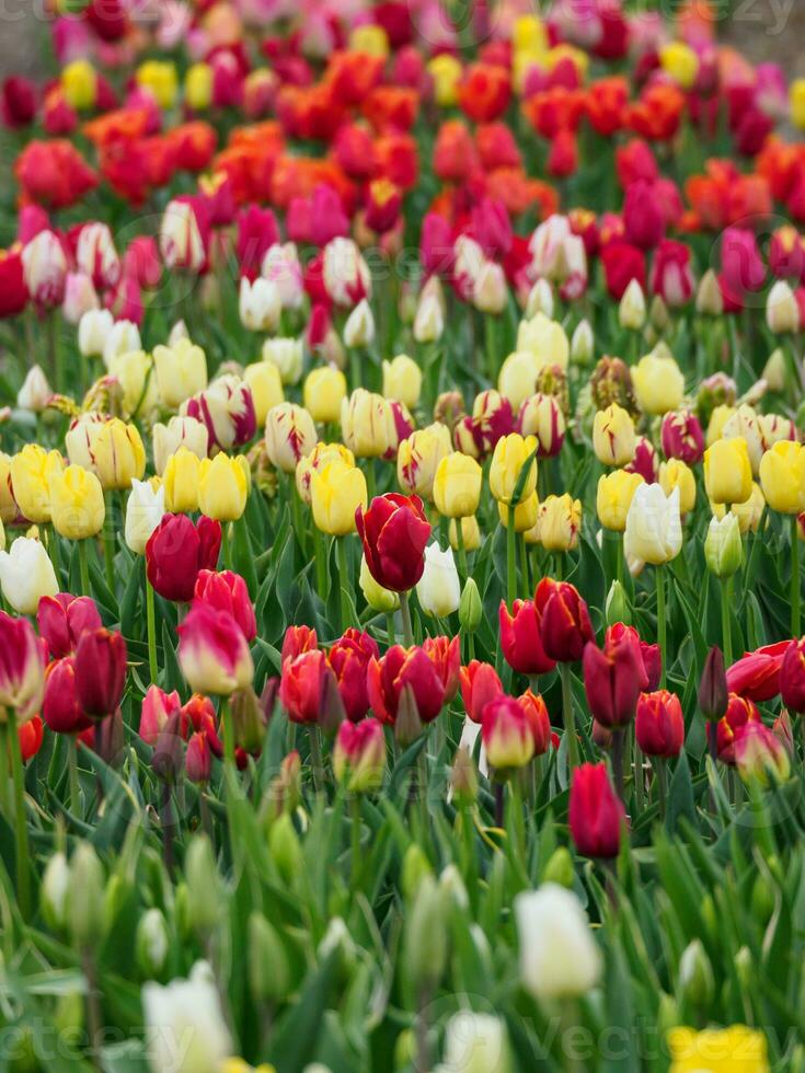 tulipani, nel il Olanda foto