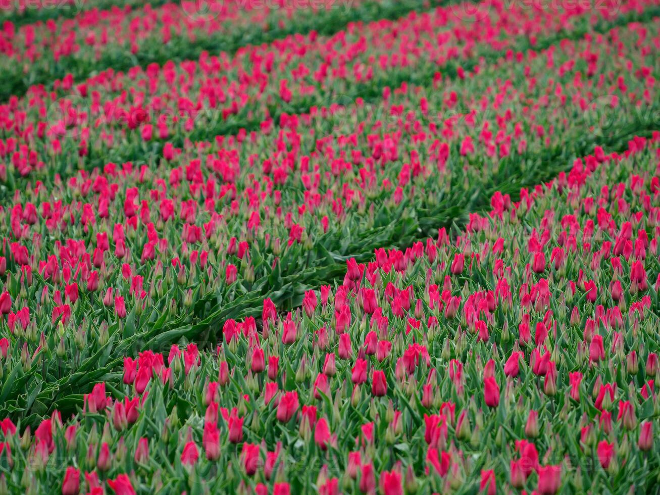 tulipani, nel il Olanda foto