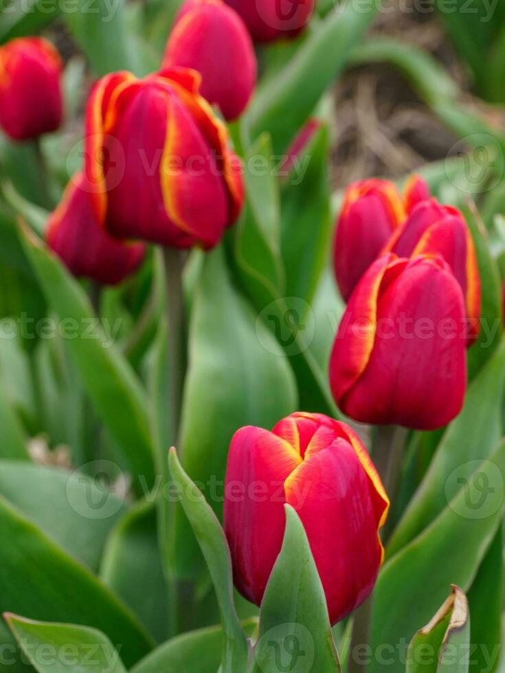 molti tulipani nel il Olanda foto