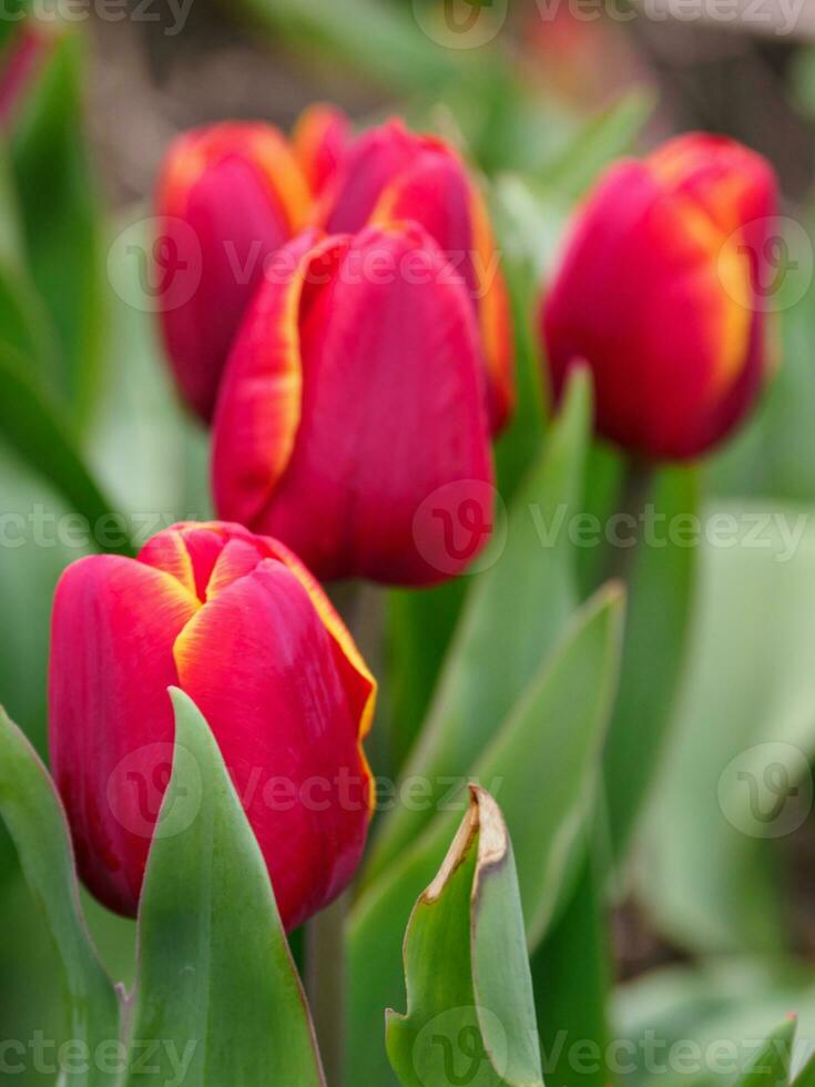 molti tulipani nel il Olanda foto