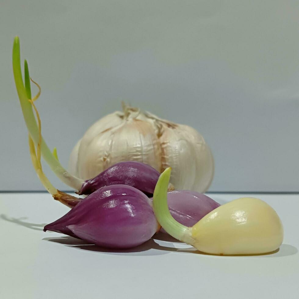 rosso cipolle e garlics germogliato gratuito foto