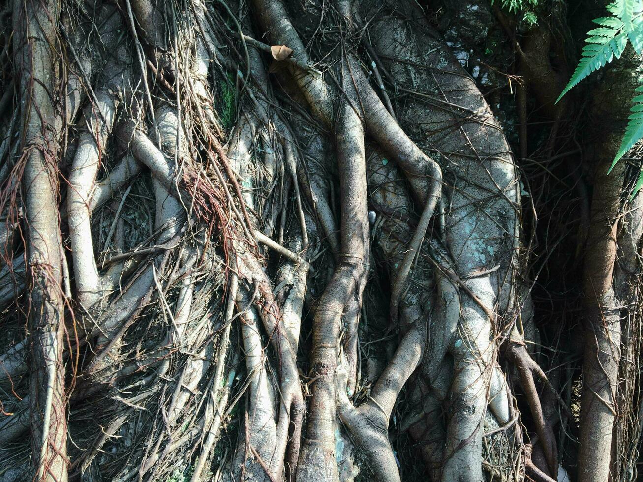 struttura sfondo di albero radici su il tronco di vecchio albero foto